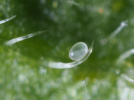 Neoseiulus cucumeris egg